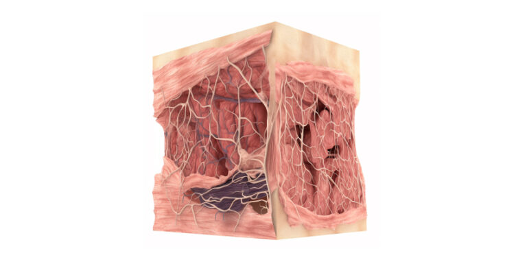 Ethics of Human Tissue Procurement and distribution